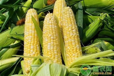 2018年2月2日全国玉米价格最新行情 - 惠农网