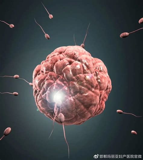 3D动画揭：精子与卵子结合的过程 原来是这样的