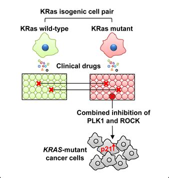 多种KRAS突变蛋白助力您探索KRAS的内部世界 - 商家动态 - 生物在线 Lab-on-Web