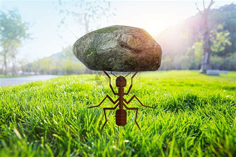 草地铺道蚁是什么蚂蚁 属于一种常见的小型蚂蚁-小狼观天下