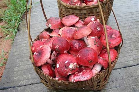 红菇新鲜,新鲜红菇的营养价值,满山红_大山谷图库