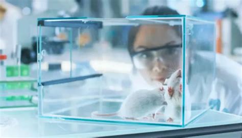 动物实验外包-药物临床前实验-毒理试验-心邀小鼠实验中心-企业新闻-心邀官网-心邀生物-心邀检测-杂质-药物研究-毒理安全评价