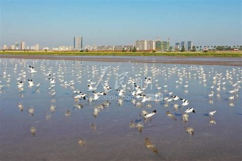 江苏连云港：海州湾湿地成候鸟驿站-人民图片网