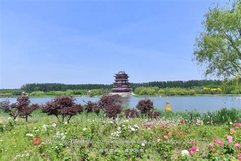 衡水安平县第二届油菜花文化旅游节开幕