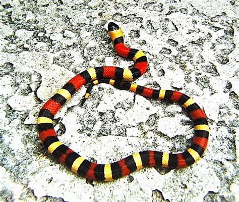 [图文] *** 5种流行宠物蛇：玉米蛇颜色变化叹为观止 *** [分享] - 科学探索 - 华声论坛