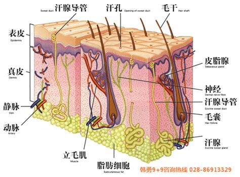 毛发的结构及毛发的干细胞——毛凸