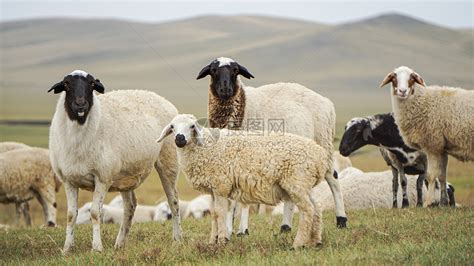 呼伦贝尔大草原的绵羊高清图片下载-正版图片501712517-摄图网