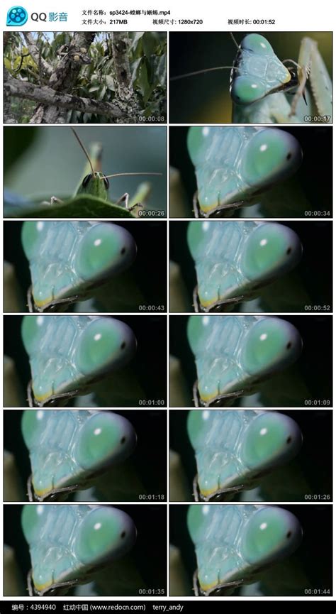 螳螂与蜥蜴视频素材下载_红动中国