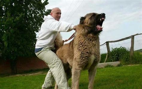 土耳其的国宝级猛犬，土耳其坎高犬，被誉为国家的“外交英雄”?_狼群_因为_主人