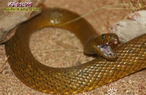 这才是中国最凶猛的蛇，它出现的地方，眼镜蛇和五步蛇都被吓哭了_腾讯视频