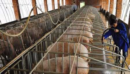 周末猪价持续下跌 外三元猪价跌破27元/公斤农业资讯-农信网