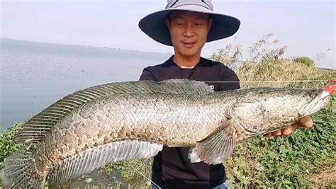 黑鱼捕食鲫鱼，黑鱼作为中国的水下霸主，超级厉害一口吞了鲫鱼_腾讯视频