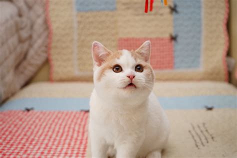 白色的猫有哪些品种（白色的毛为什么又少又贵） - 胖萌舍宠物网