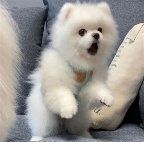 微信非主流头像宠物黑白