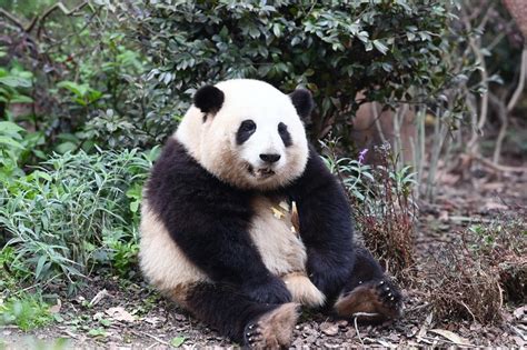 成都大熊猫繁育研究基地 - 成都市 - 旅游 - 巴蜀网