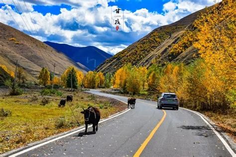 共话发展 2023年甘孜州有机牦牛产业发展推进暨交流会在康定举办_四川在线