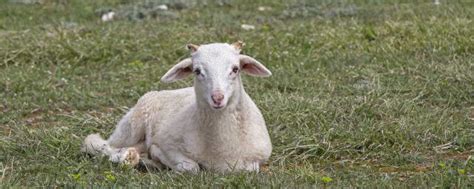 发酵秸秆喂羊可以代替饲料吗-钱眼产品