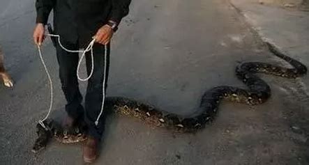 最大蟒蛇吉尼斯纪录(8米长！印尼再现"纪录级"网纹蟒：世界上最大的蛇有多大？) | 说明书网