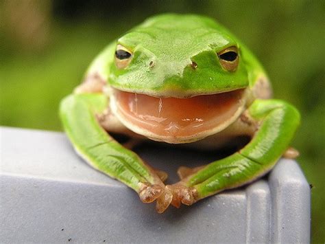 青蛙的舌头有什么作用-百韵网