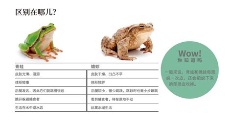 绘本故事《青蛙与蜗牛》_九山DADA-站酷ZCOOL