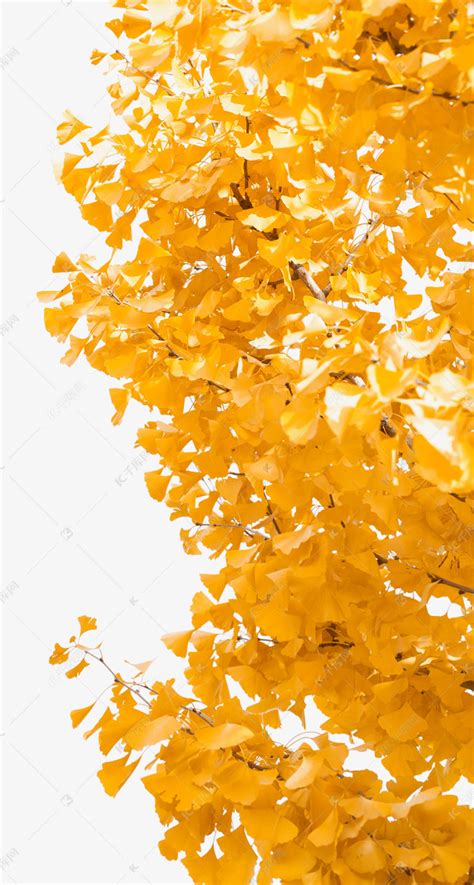 秋天枫叶树叶素材图片免费下载-千库网