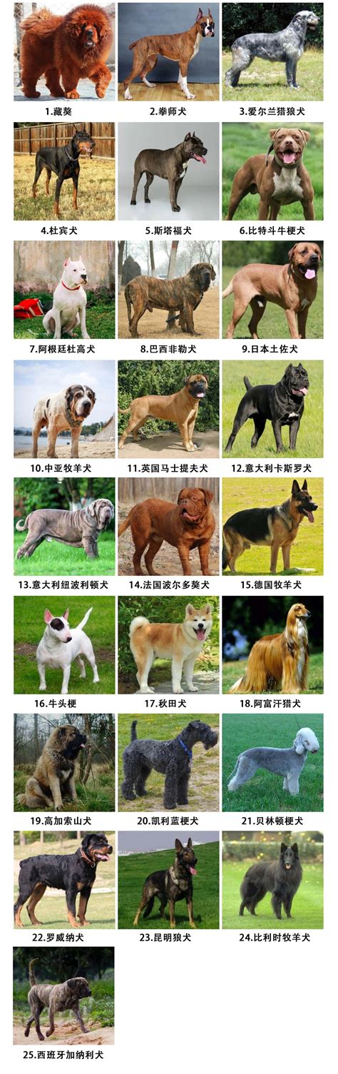 《温州市公安局关于公布限养区禁养烈性犬、大型犬的通告》政策解读
