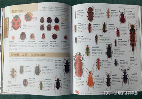 常见虫类大全,爬行虫子种类和名字图,农村虫子名称大全_大山谷图库