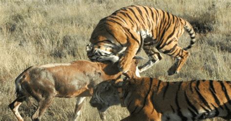 南非饲养员与老虎的感人友谊_时尚频道_凤凰网