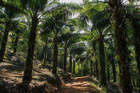 棕榈油摄影图素材图片下载-万素网