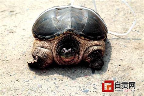 世界上最大的巨型乌龟, 古巨龟重达两吨|乌龟|巨龟|象龟_新浪新闻