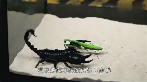 螳螂vs蝎子，谁的实力才是最强的