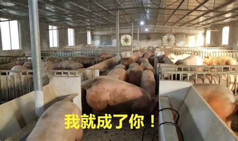 丰源种猪云课堂丨如何打造中国双阴高端种猪？（4节课） - 爱猪网