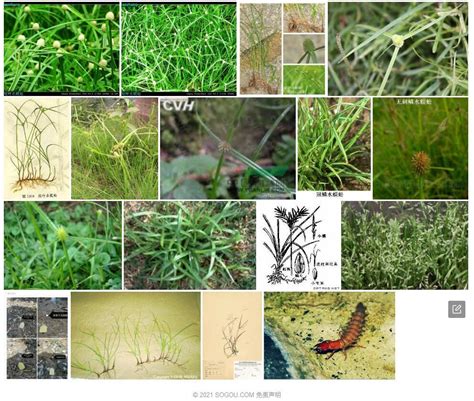 短叶水蜈蚣-神农架植物-图片