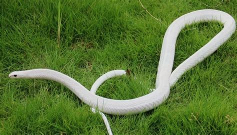 白娘子的故事在农村版本有很多，这白娘子到底是啥蛇呢，有白蛇吗__凤凰网