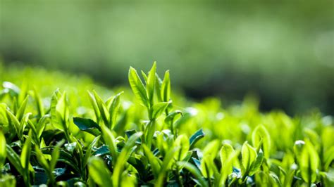 绿茶好在哪？分享关于绿茶的10个冷知识-茶与健康-茶与文化-四川省茶叶行业协会
