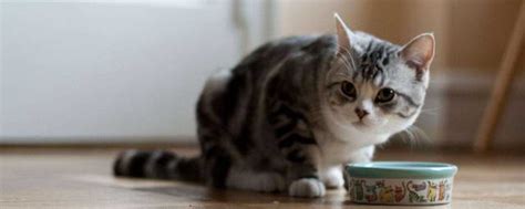 盘点猫咪最爱吃的10种食物，哄猫必备，屡试不爽！_猫猫