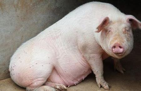 猪病预防及治疗/养猪技术 - 中国养猪网-中国养猪行业门户网站