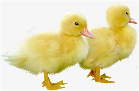 鸡鸭形影不离，每次小鸭子游泳的时候小鸡就站岸上看着，太可爱了 - 知乎