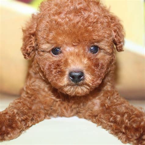 纯种泰迪犬幼犬狗狗出售 宠物泰迪犬可支付宝交易 泰迪/贵宾 /编号10026700 - 宝贝它