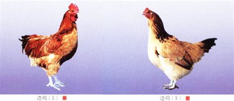 白耳黄鸡 - 鸡品种大全 - 鸡病专业网