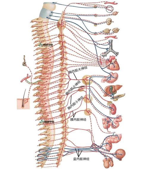 脑和脊髓的传导通路_神经元_交叉_中枢
