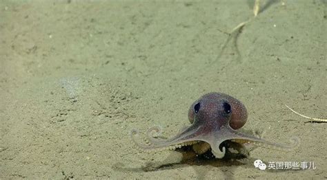 章鱼产卵后会自残直至死亡。科学家们发现，它们死前就已疯了|章鱼_新浪新闻