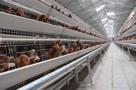 走进我国第三大蛋鸡企业—晋龙佛峪口300万羽蛋鸡场，创新型10层“高层长舍”