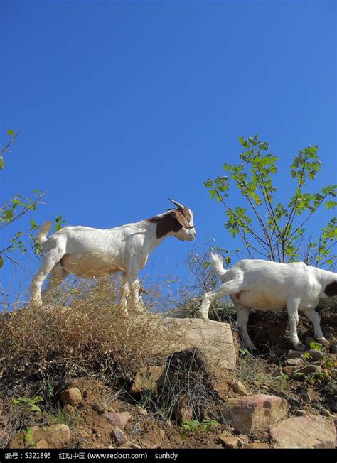 山坡上放养的山羊摄影图高清图片下载_红动中国