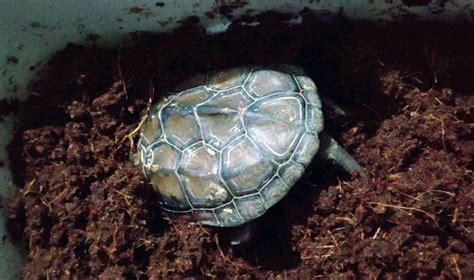 造成冬眠期乌龟死亡的原因有哪些？冬季乌龟冬眠和死亡的辨别方法 - 知乎