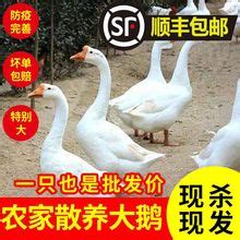 [鹅肉类批发]新鲜黑棕鹅 棚鹅 烧鹅 白条鹅 光鹅 马岗鹅价格13元/斤 - 惠农网