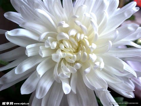 一朵盛开的白色菊花高清图片下载_红动中国