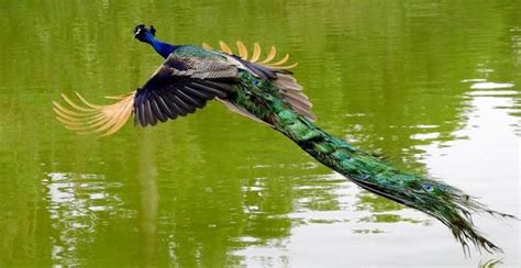 孔雀，俗称凤凰，是百鸟之王，自古以来便被人类视为珍禽异鸟