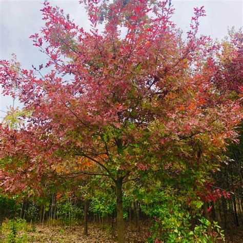 娜塔栎的种植要求及技术细则_南京向阳苗圃场