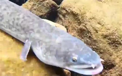鲈鳗 Anguilla mormorata【lú mán 】_国外淡水鱼_鱼花网